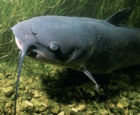 Chanel Catfish