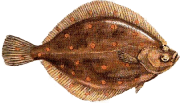 Plaice