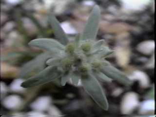 Leontopodium alpinum