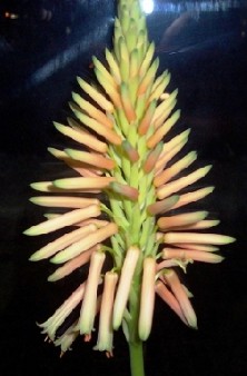 Alijoiaus iedas