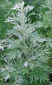 pelynas