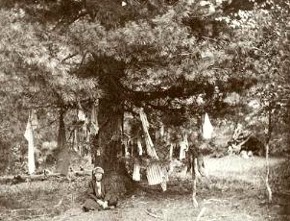 Sacred tree