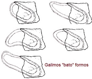 Galimos bato formos