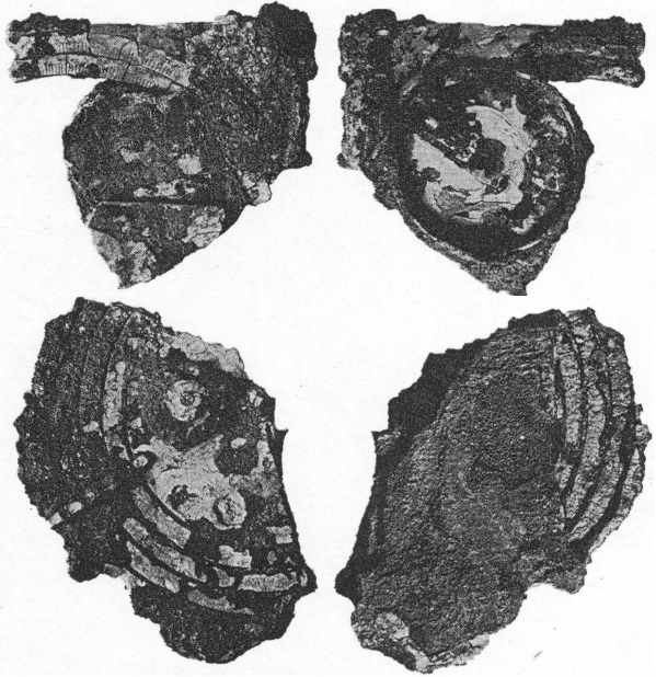 Antikythera dantraiai