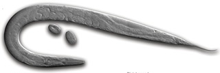 Caenorhabditis elegans