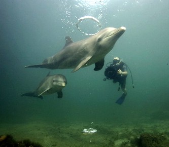 Delfinai