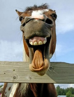 Laughing Horse