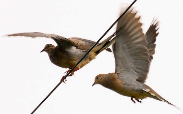Two Pigeons