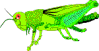 iogas