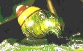 Gyvnlis