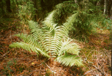 Here the fern is